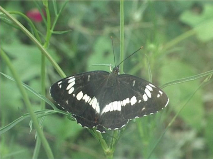 Kleiner Eisvogel ( Limenitis camilla ), Ansicht vom Freigelände ins Tropenhaus ( durch die Scheibe ) : Schmetterlingsparadies Langschlägerwald im Waldviertel, Niederösterreich, 06.07.2007